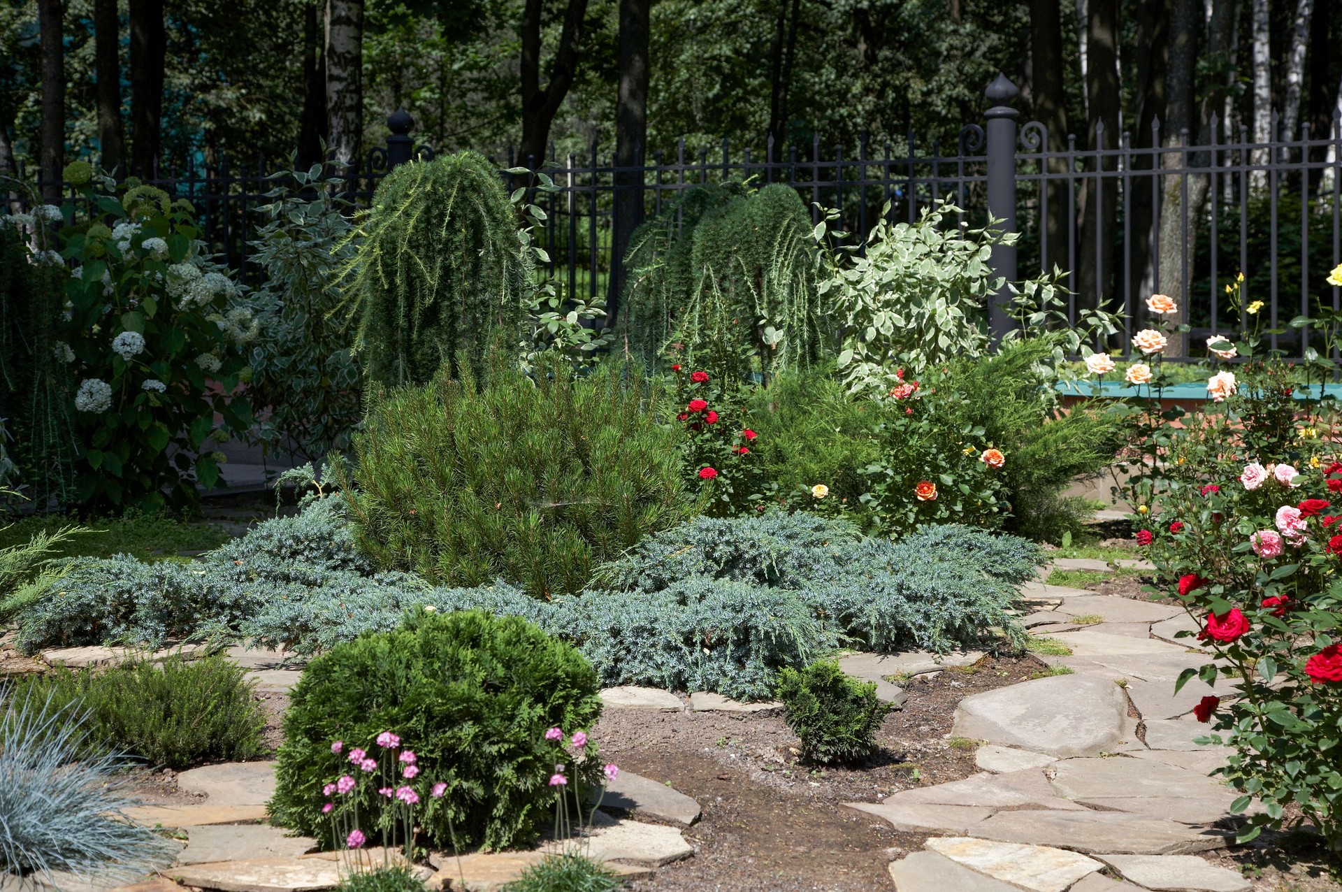 Amazing gardening  with red, pink anf yellow roses and topiary coniferous trees (bushes)