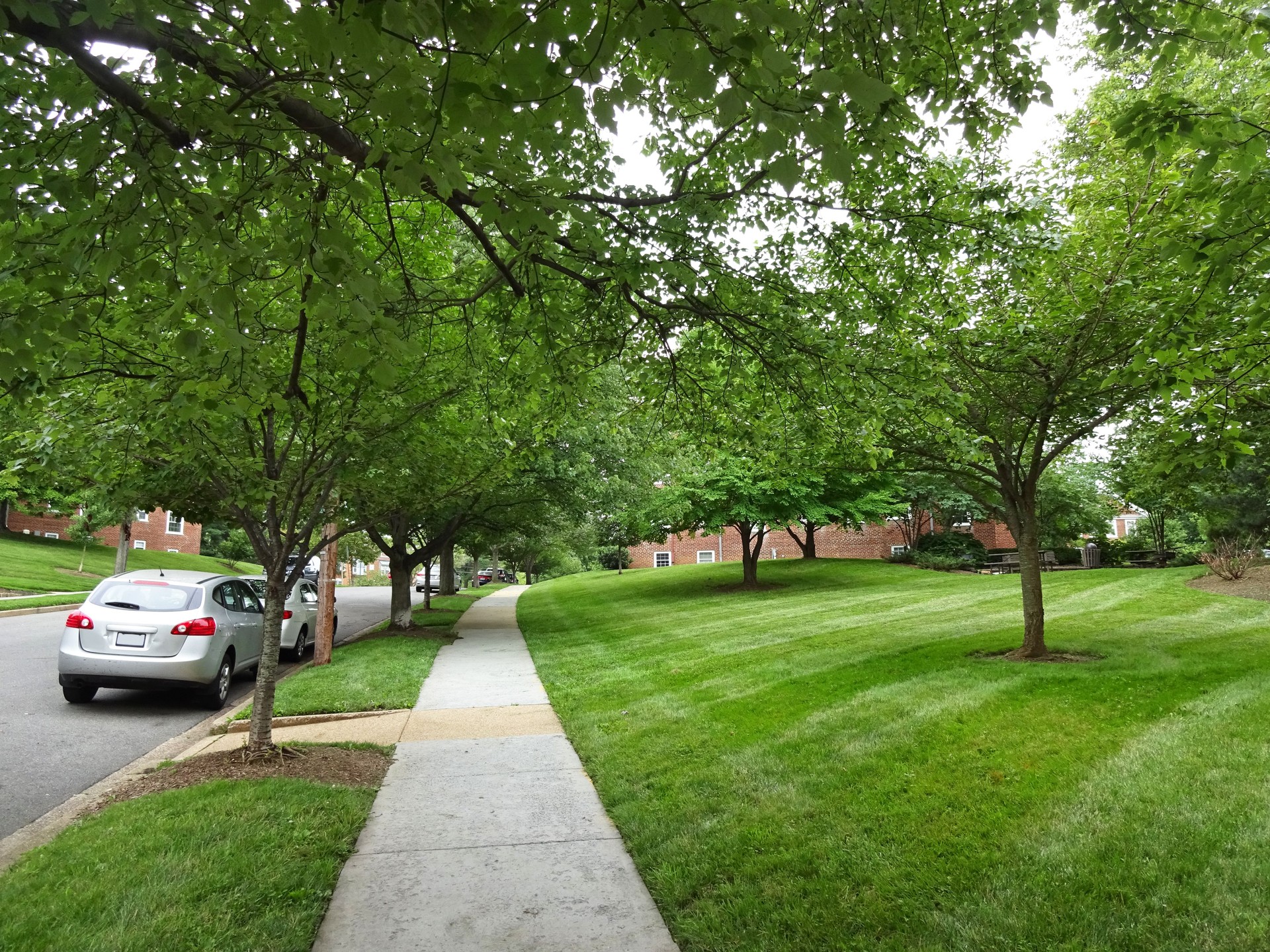 Green Summer Neighborhood