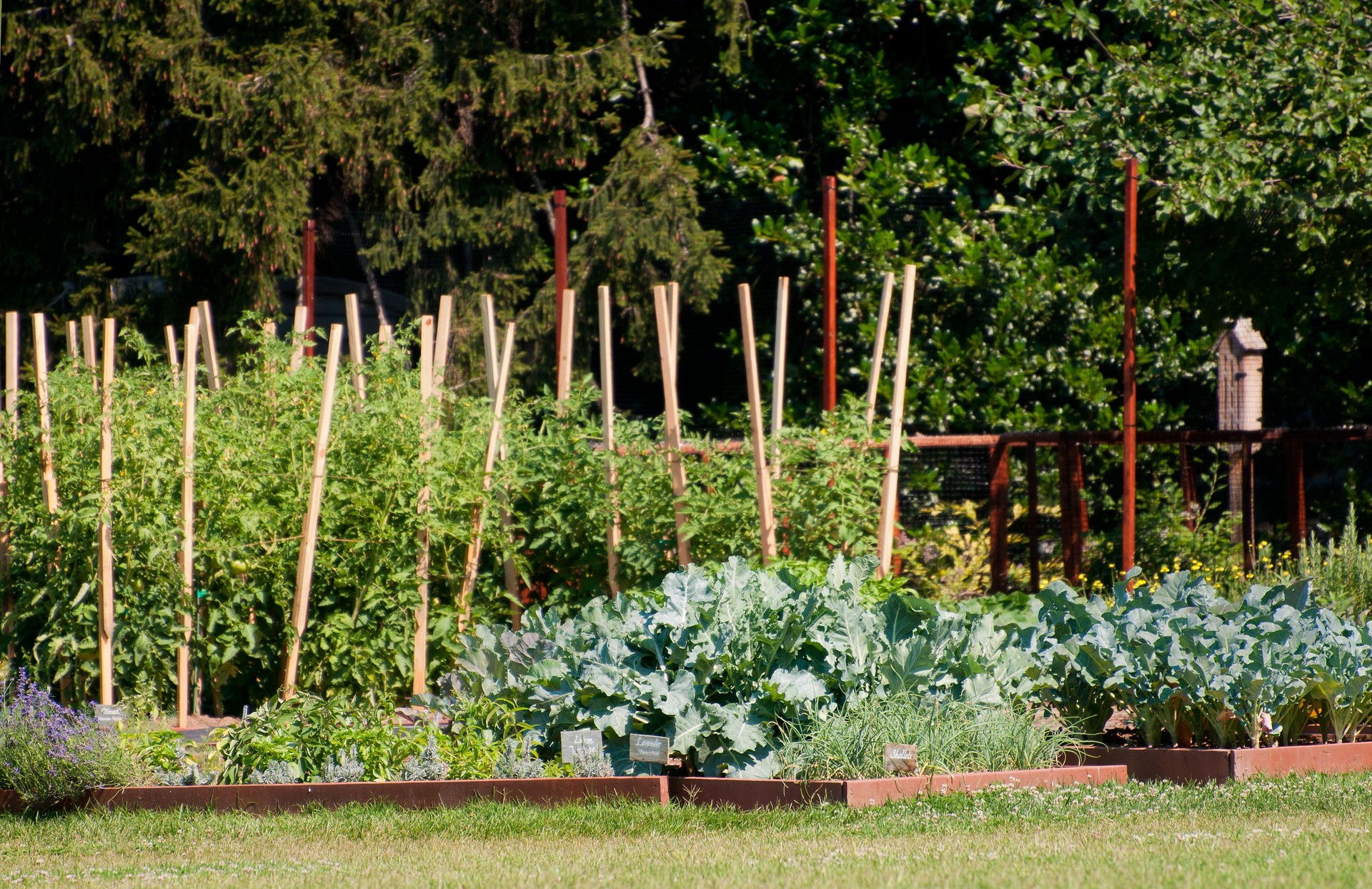 White House KitchenVegetable Herb Garden, Washington DC, USA